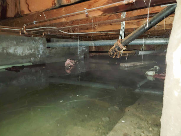 Best Mold removal after water damage  in Jackson, MN