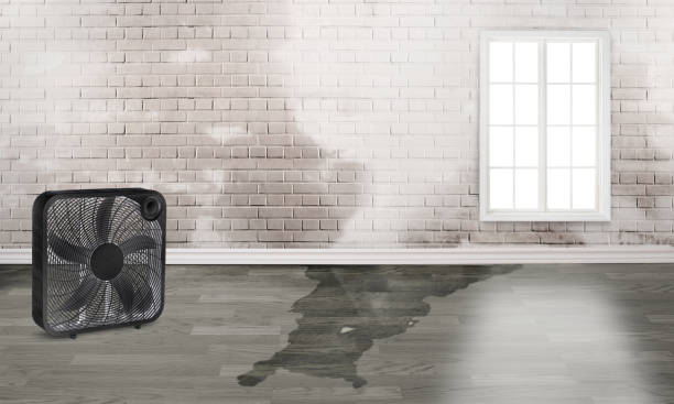 Best Water damage contractors near me  in Jackson, MN